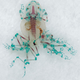 Illustration for article titled These unbelievable monsters with seven legs are actually real frogs